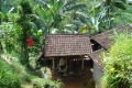 Bali, deštný prales Bali