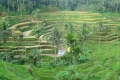 Bali, rýžové pole Bali