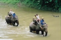 elephanttrekking.jpg elephanttrekking.jpg