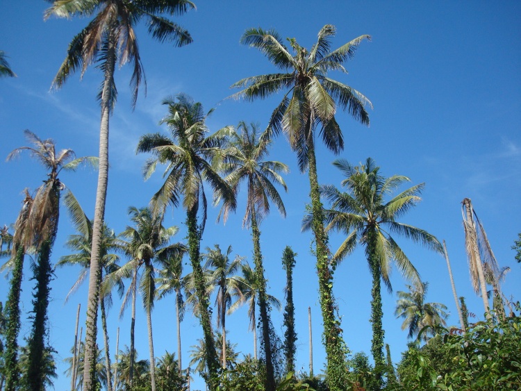 Koh Maak Koh Maak, Thajsko