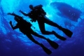 scubadiving.jpg scubadiving.jpg